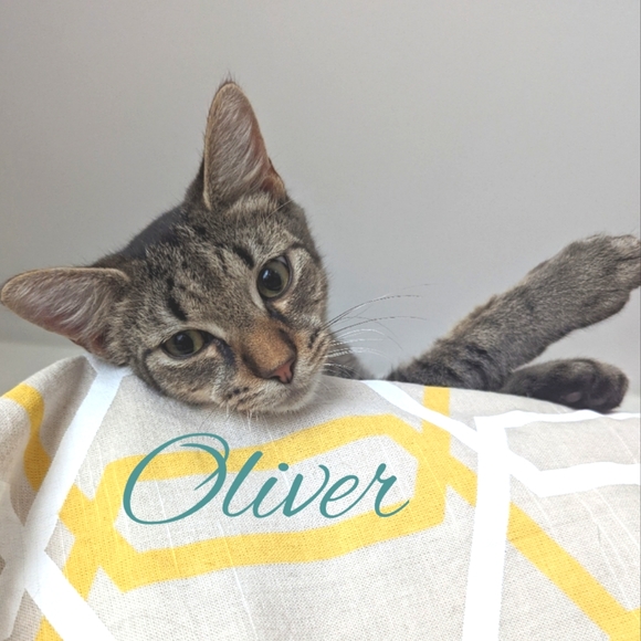 Meet your Posher, Purrmikitty - Picture 12 of 17